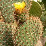 Opuntia pycnantha JLcoll.3607.JPG